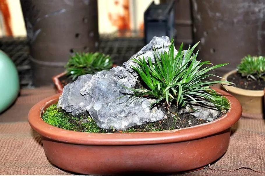 爬趟山带回10盆花, 一分钱没花, 连土都省了!