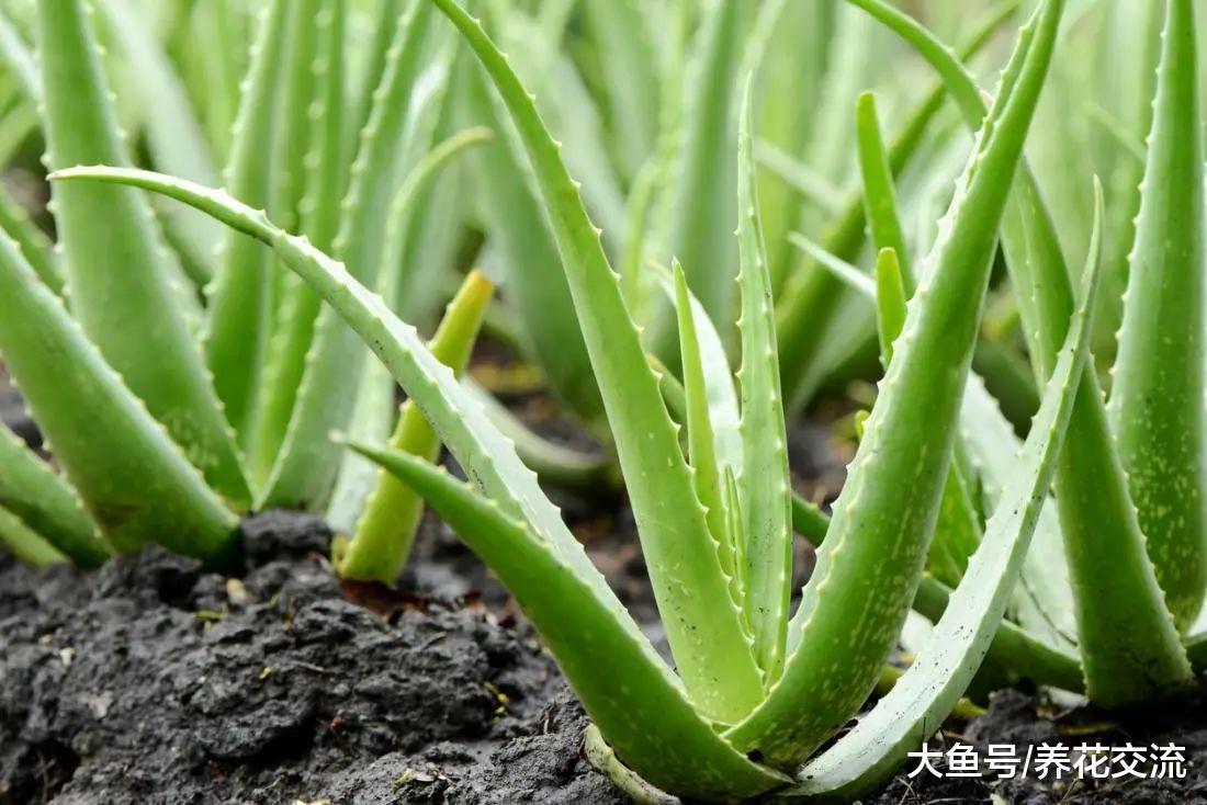 盆栽芦荟旁边长很多幼崽, 为什么朋友都要将它们拔掉?