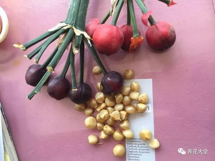 还在买君子兰? 随手掰一下, 1盆变多盆!