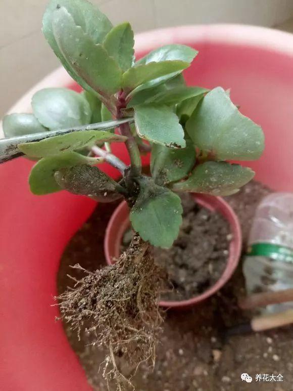 你家的长寿又黑腐? 剪掉后涂点这个, 夏天也能开花不断!