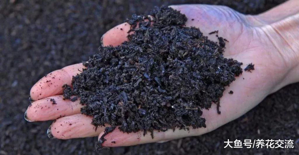 这5种生活常见的生活废料, 没想到都是养花的好肥料, 不要浪费了