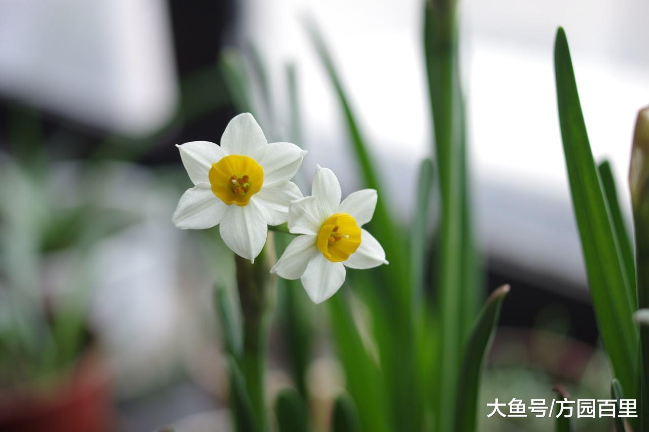 今年的水仙花已上线! 原来它还有个名字叫: 凌波仙子