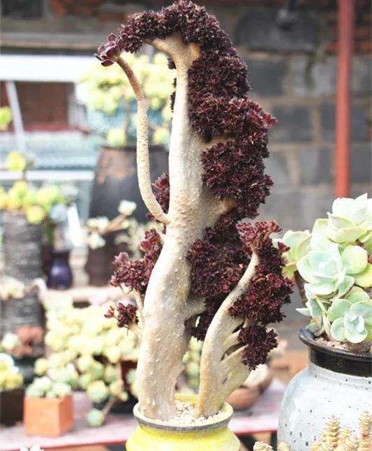 土豪的多肉大棚, 一盆上万, 连叶子也买不起啊!