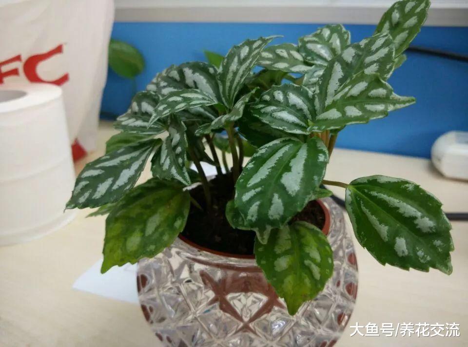 10种可以常年栽种在桌面上的盆栽小花, 给一点阳光就能不断开花