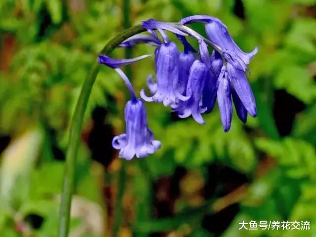 这7种球根植物在秋天种好, 春暖后就能不断有花卉观赏了