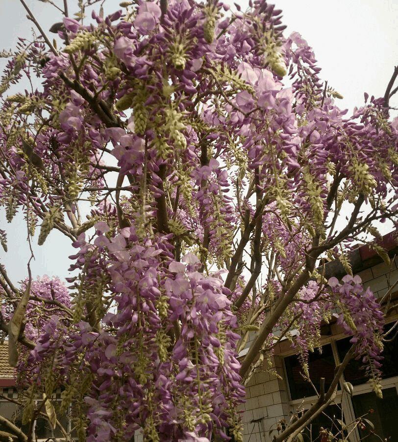 想回到老家的院子, 养花种菜, 享受慢悠悠地生活!