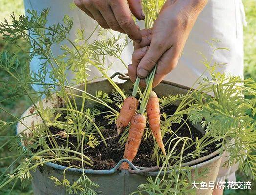 5种特别容易盆栽养护的蔬果, 四季都有一种可以收获