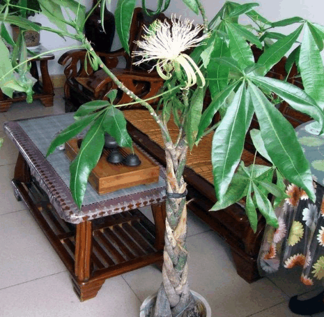 ?冬天养花“管住手”, 这6种花“少浇水”, 越长越旺还“开花”!