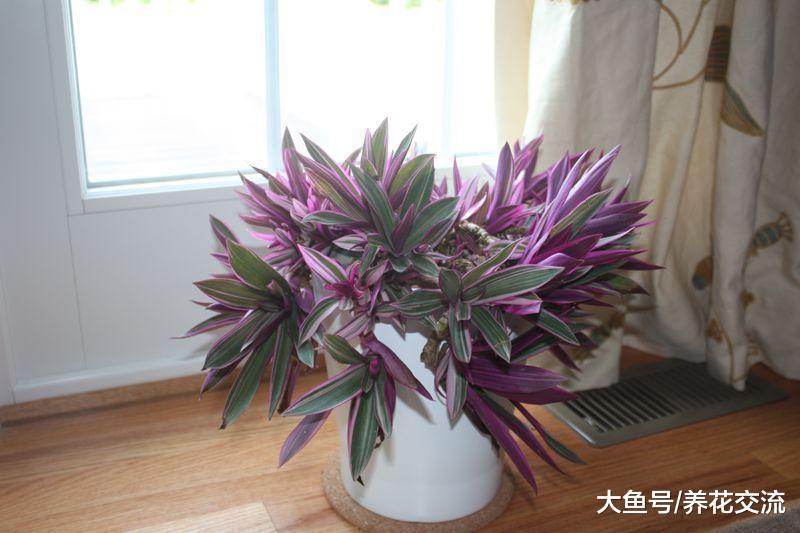 这6类不同风格的观赏植物总有一款适合你, 开花盆栽和水生植物