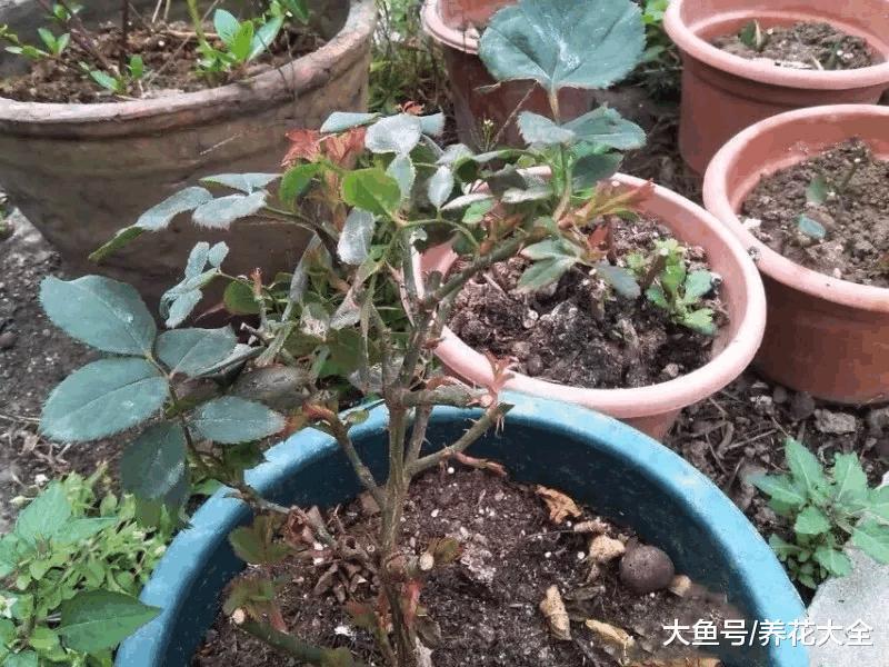 你家的花死透了? 别扔, 1招救活蹭蹭长!