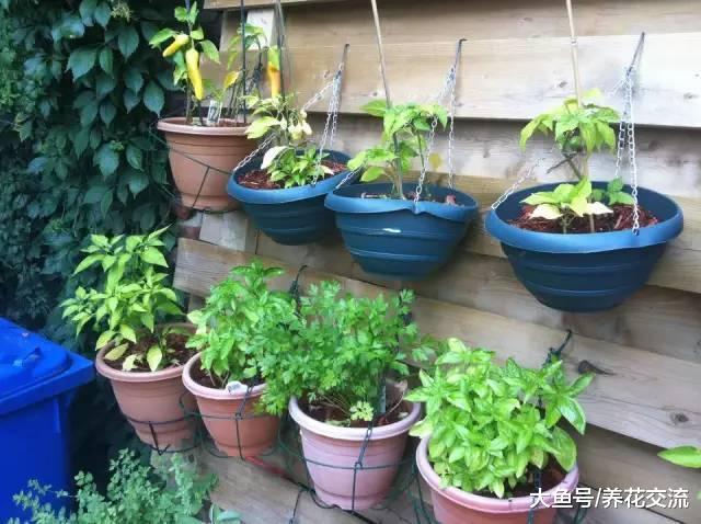 9个创意的菜园养成计划, 不用院子也能种好蔬菜