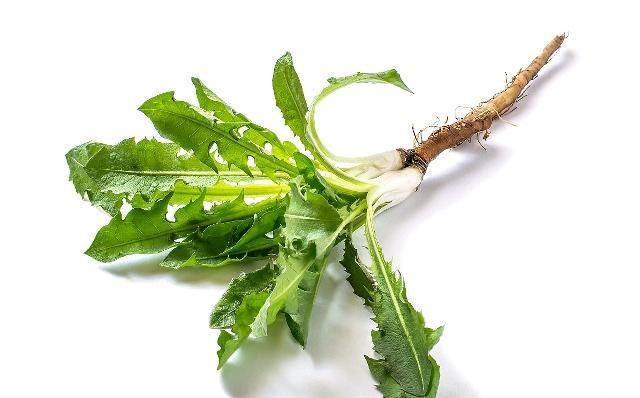 用蒲公英泡水喝对身体有什么好处、又应该注意什么, 你知道吗?