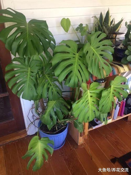 这九种植物养在家里, 打造一片绿色的空间, 养出热带雨林的景象
