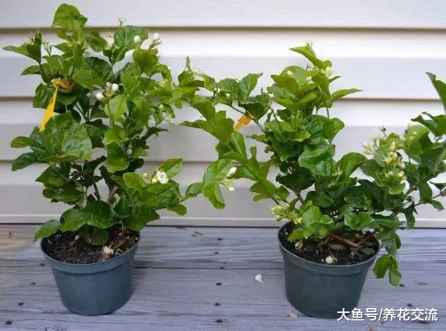 在花店买来有很多花苞的茉莉花盆栽, 为什么搬到家里就不断掉蕾