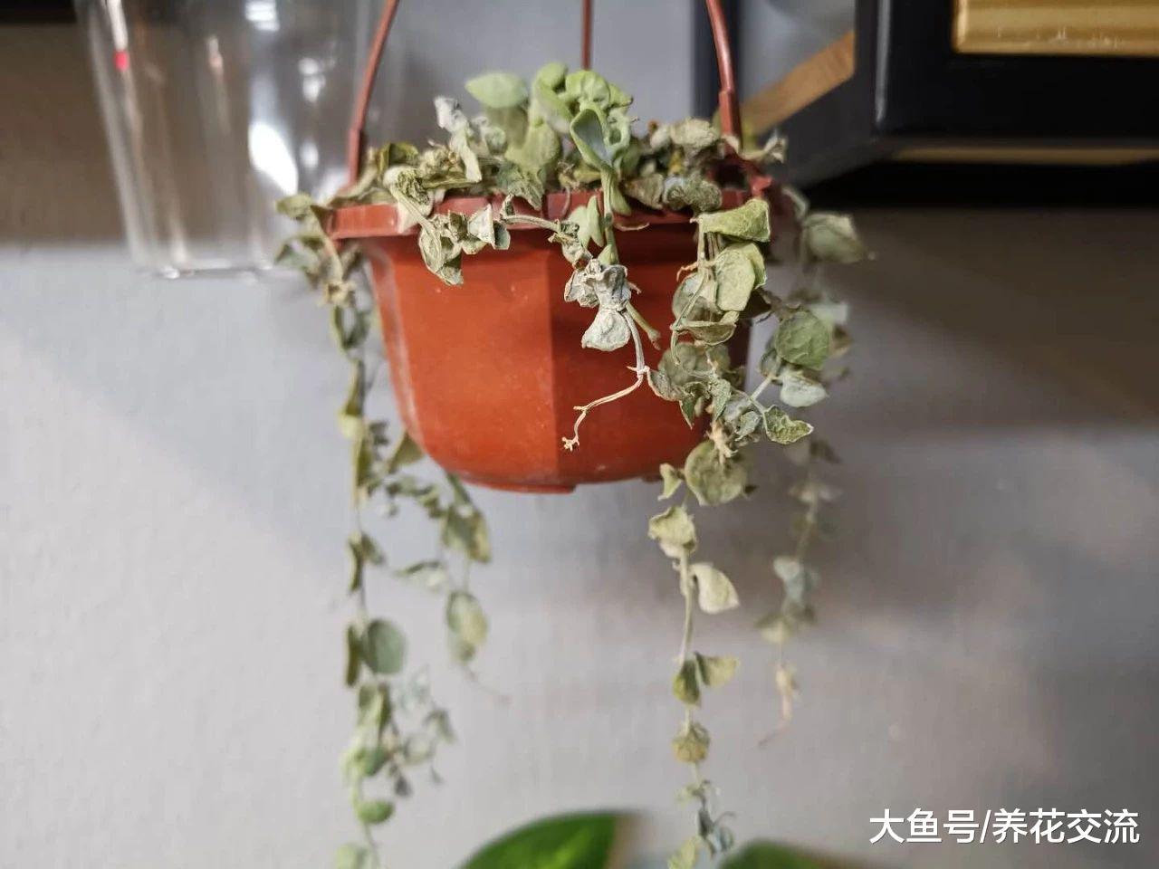 如何诊断盆栽植物是否有真菌病害或虫害呢?