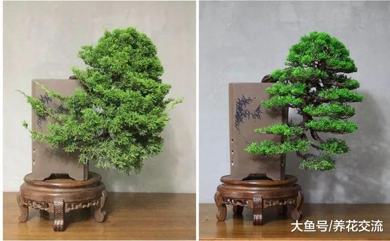 长到4年杜松经过修剪, 用金属丝缠绕后制作出迷人盆景