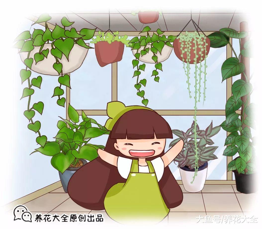 现在开始养这几种植物, 明年就能看到瀑布一样的花海!