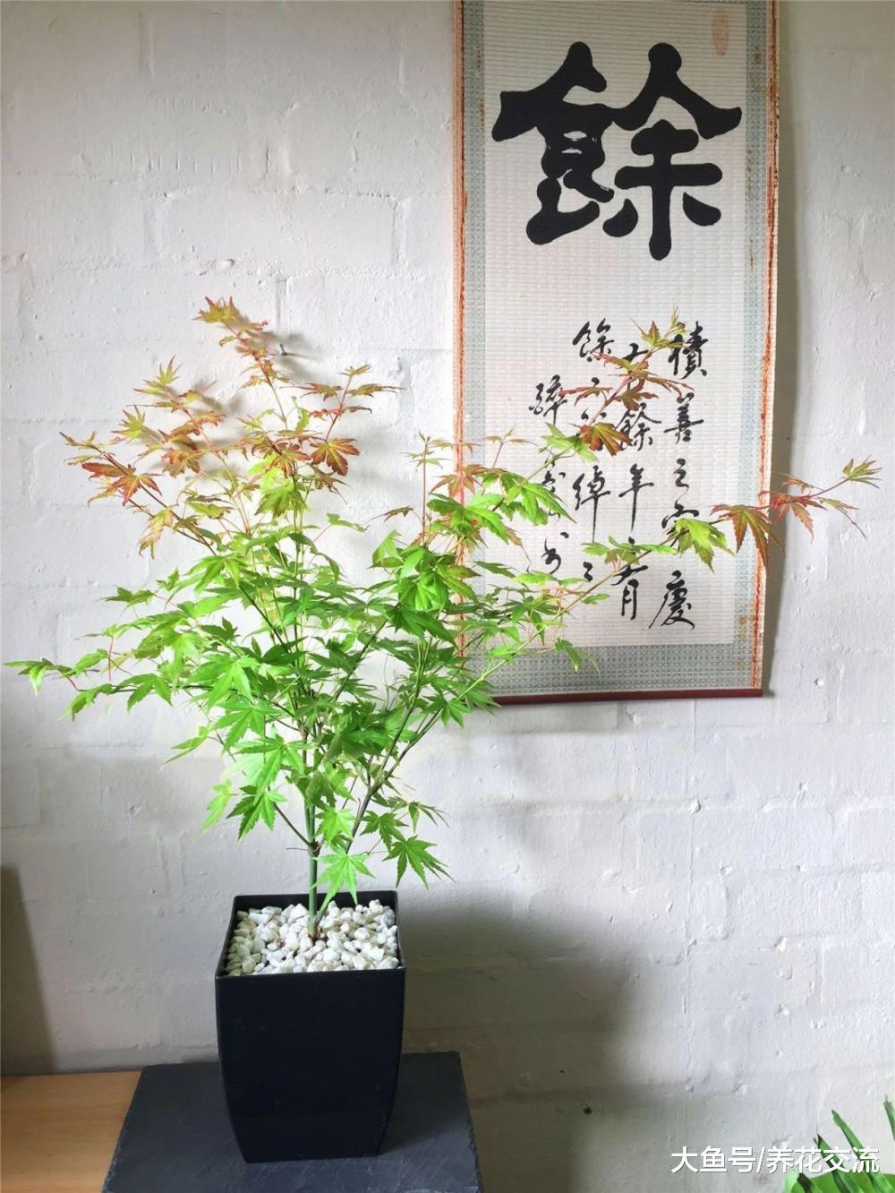 可以在花盆里养护的几种观赏树木, 养成家里的大型盆栽