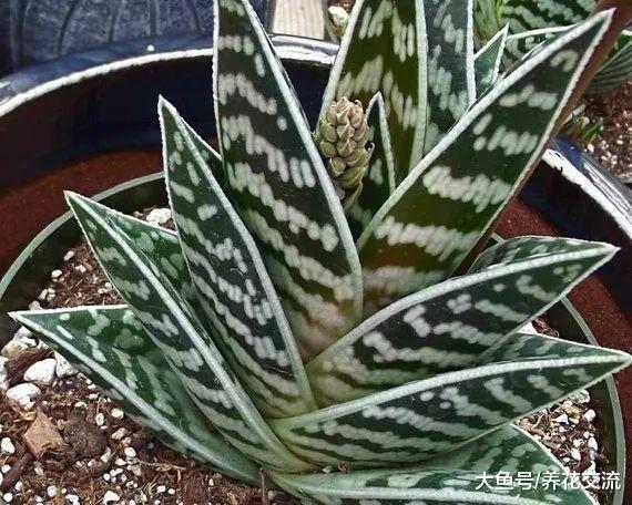 千代田锦是很容易开花的芦荟品种, 长得特别像虎皮兰