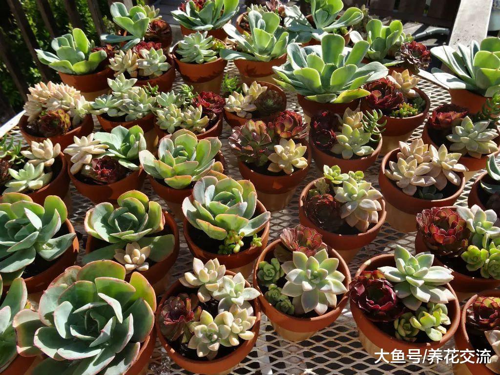 新手养护多肉植物时要注意八个事项, 把多肉养得粗壮