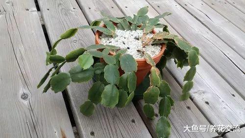夏天正在开花的蟹爪兰你敢买么? 秋冬季节有什么需要注意的?