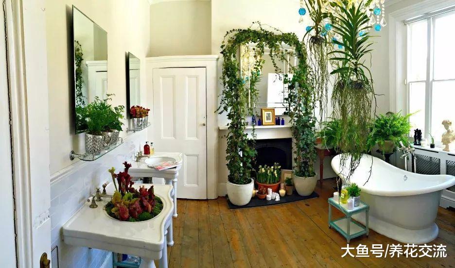 这些植物都很适合养在浴室里, 不用经常照顾也能保持良好的生长