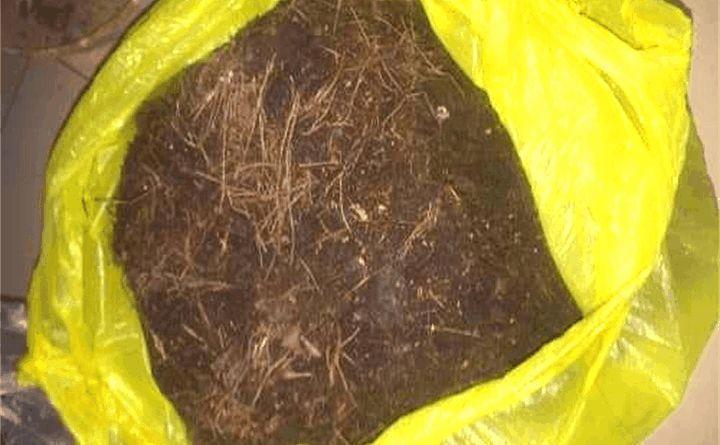 松树浑身都是宝, 拿来养花, 啥花都旺, 就你不知道!