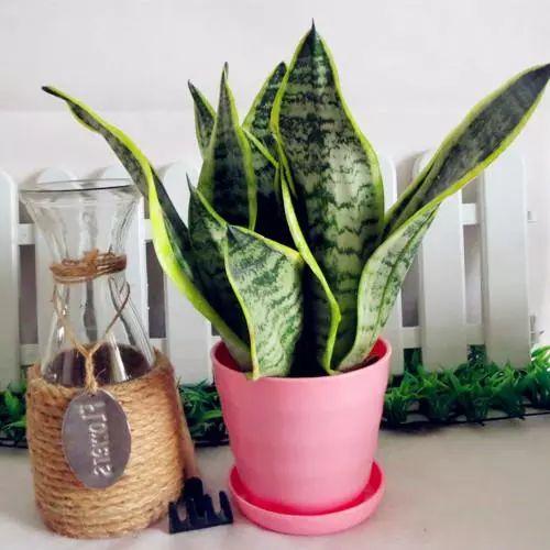 将这两种植物放在一起养护, 居然能碰撞出这么多不一样的火花!