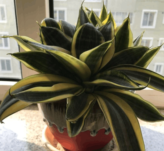 虎皮兰用对肥, 叶子又宽又厚, 花边不减反增!