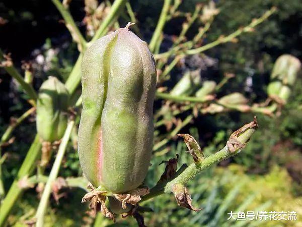 能长几米高的丝兰, 没想到纯白色的花朵还特好看