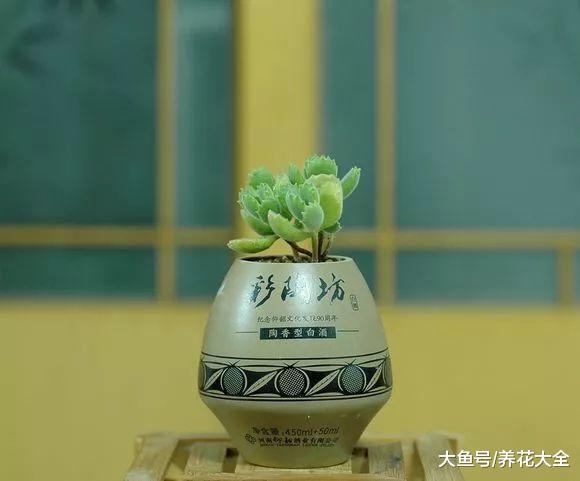 喝完的酒瓶别扔, 简单一改造, 可是肉肉们最爱的家!