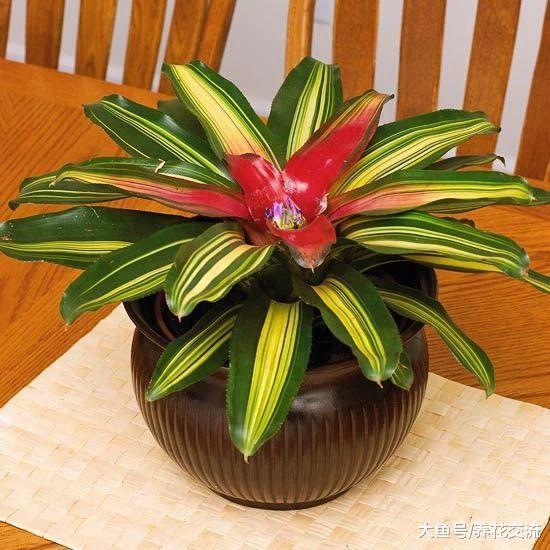 秋季在家里种上这些花卉, 整个冬春季节家里都是灿烂的花朵