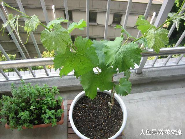 在阳台上用花盆种出开花结果的葡萄, 需要掌握这些技巧