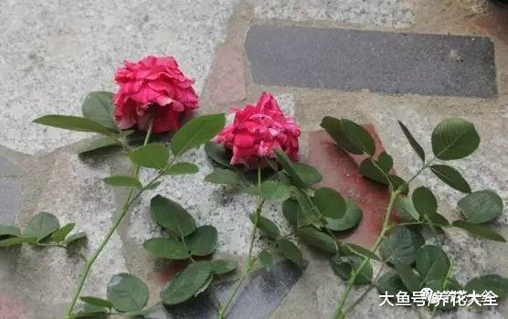 月季扦插不生根? 那就加点这个, 简单又好用!