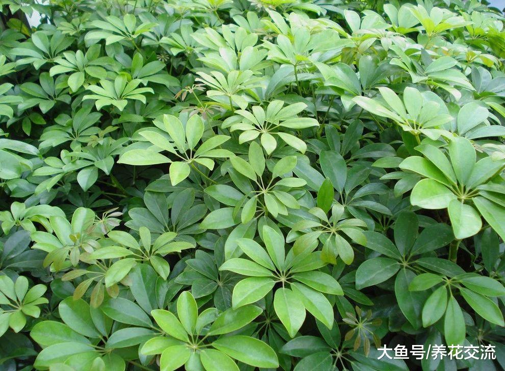 对二手烟净化空气能力很好的鸭脚木, 叶子发黄和繁殖的介绍