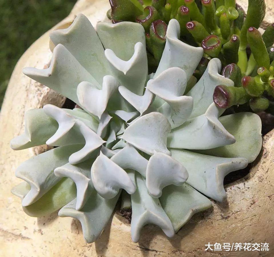 这几个简单的步骤都可以轻松繁殖多肉植物, 你喜欢哪种?
