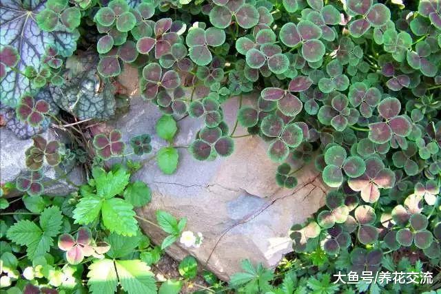 在院子里铺上这些观赏植物, 比铺瓷砖要好很多倍
