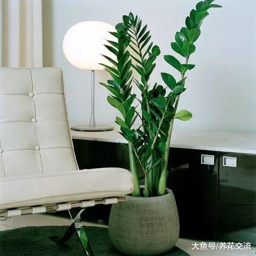 没有窗户的室内环境下, 如何养好盆栽植物呢?