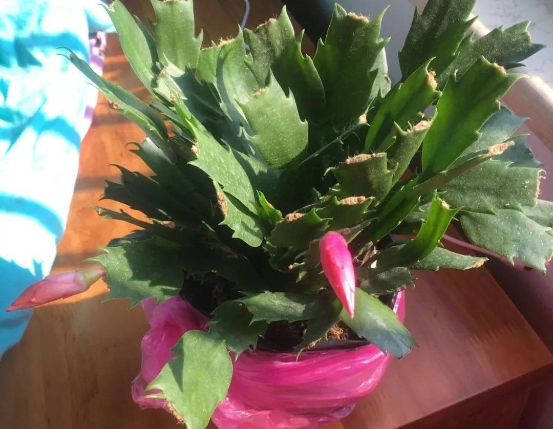 入冬后养花别折腾, 一天一换地, 花苞全都留不住!