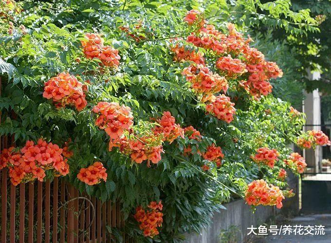 7种适合四季栽培的爬藤花卉, 特别容易生长的植物