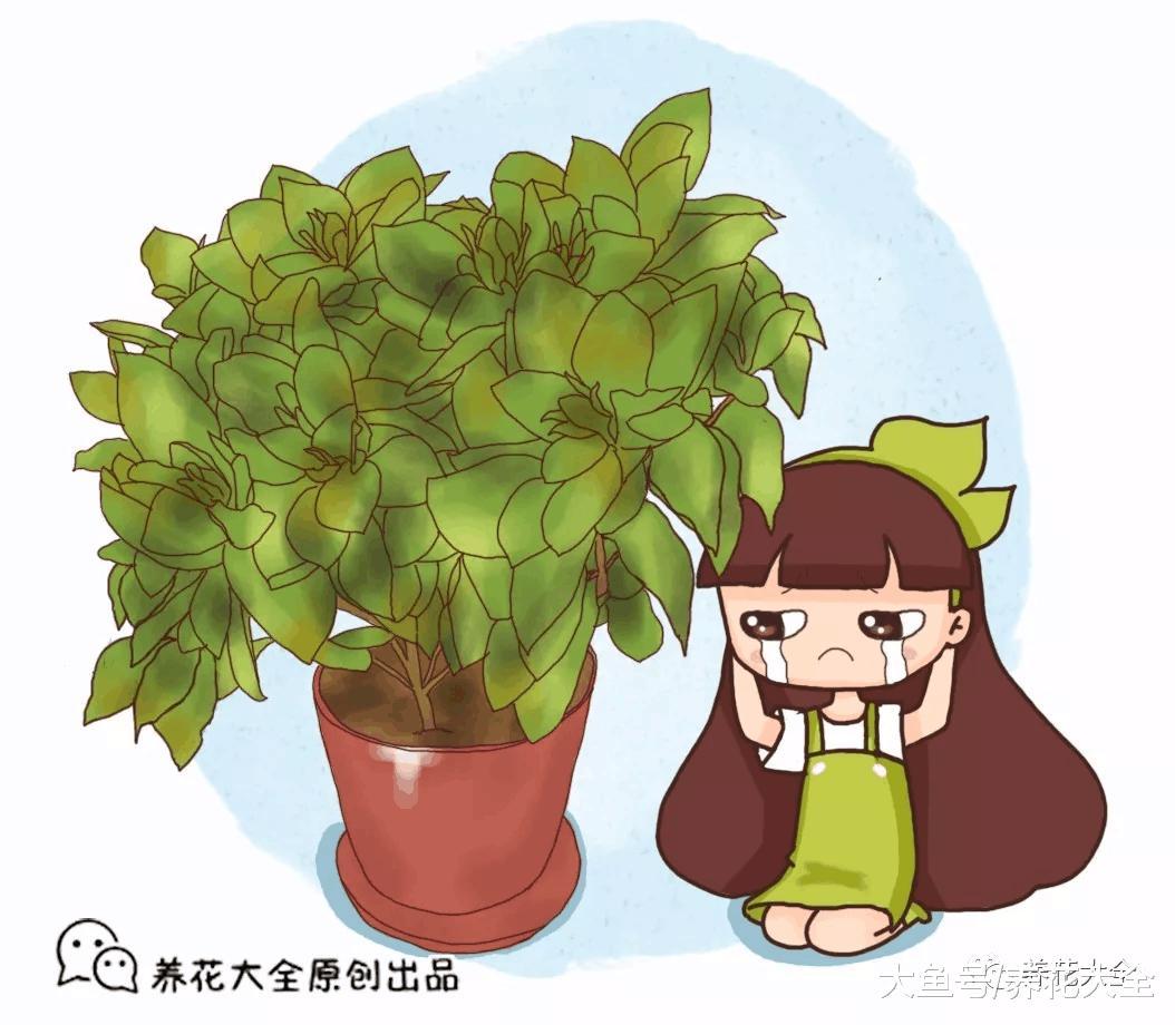 花市买回来的栀子花两天叶子焉了怎么办, 教你小方法轻松处理
