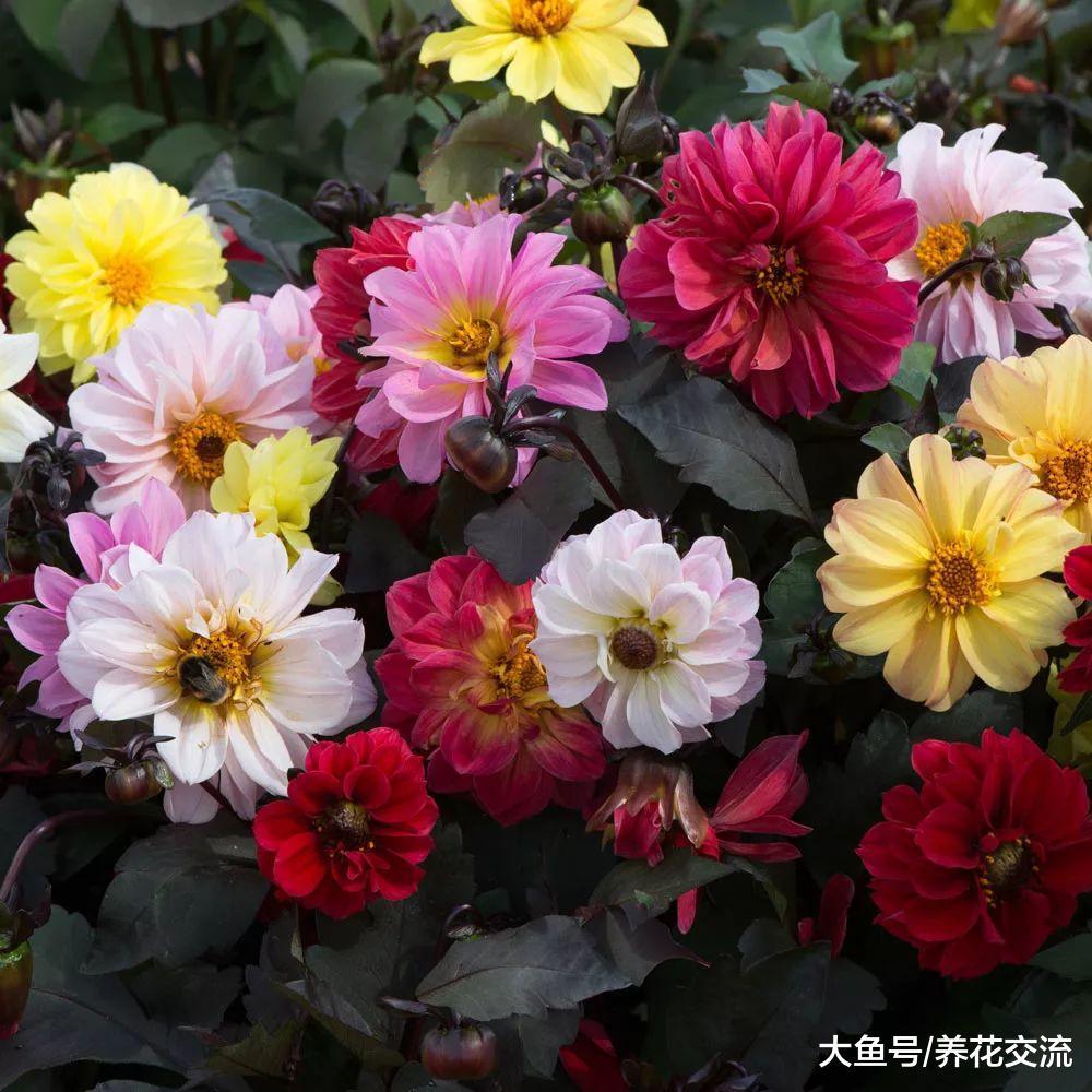 这些球茎花卉都可以在秋冬季节开花, 家里不养几盆么?