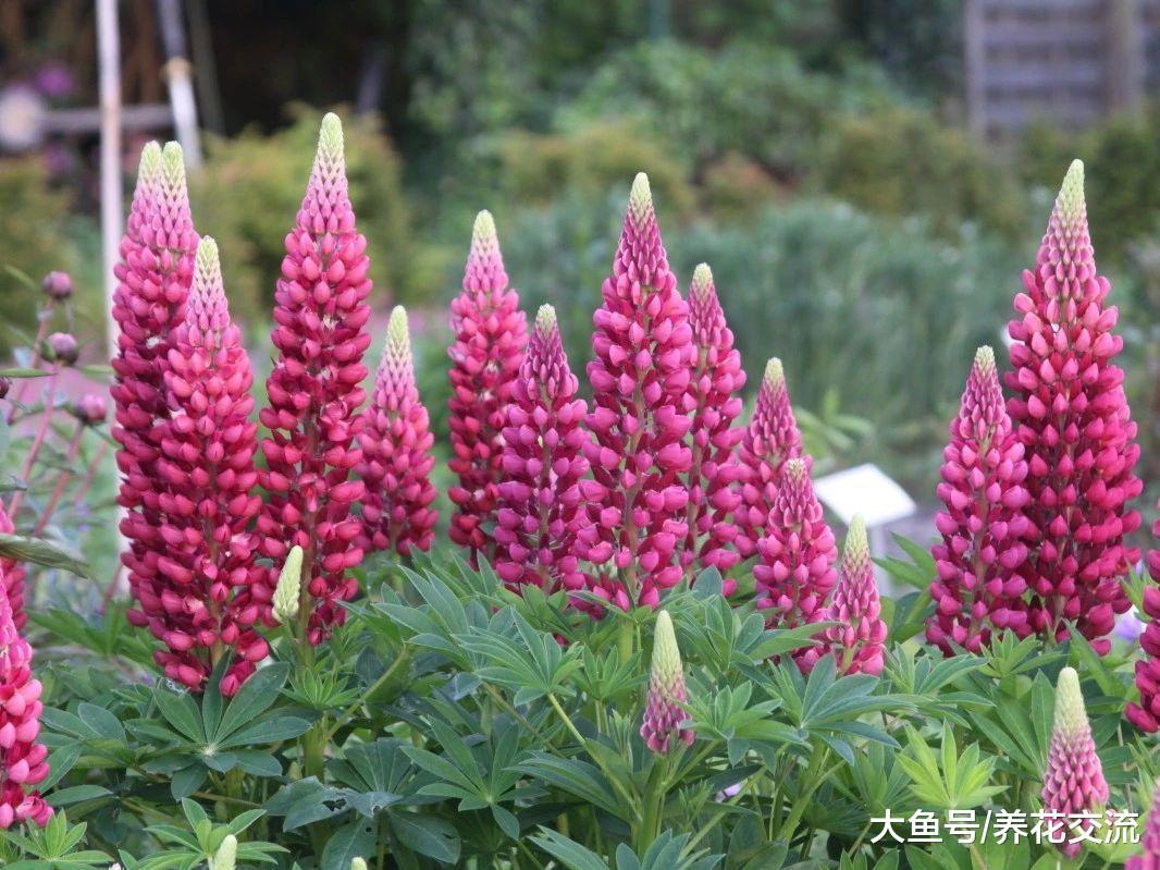 能自己释放肥料的鲁冰花, 种在院子里很多年都能看到花朵