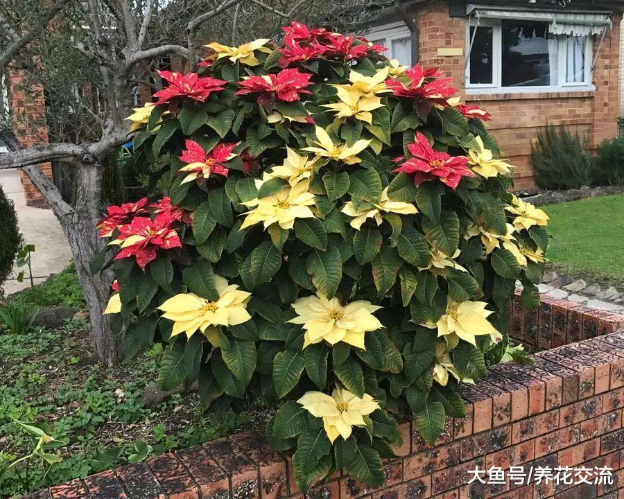 春节前后开花特别好的10多种开花植物, 花朵还有迷人芳香