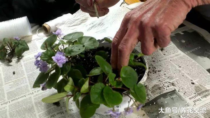 养护非洲紫罗兰掌握这10个秘诀就能常年开花, 你漏掉了哪个?