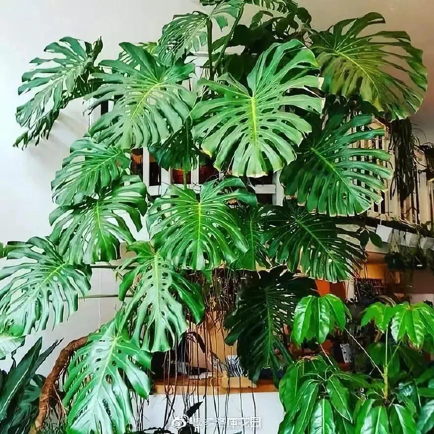 这6种花, 一养就上瘾, 日子越过越美好!