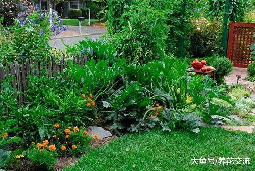 让院子里蔬菜产量更高的7个小贴士, 种菜更加轻松