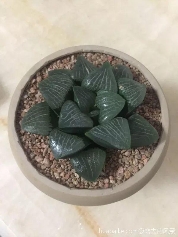 家里的酒瓶别浪费, 直接拿来养多肉, 比买的还要好看!