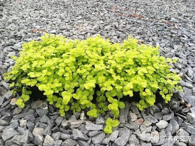7种不需要怎么管理就能生长开花的匍匐植物, 能够抑制杂草丛生