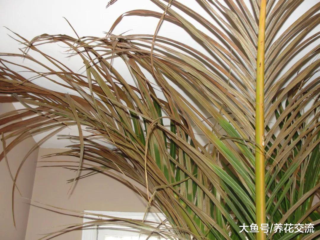 家里的盆栽植物叶子变成棕色、枯萎, 要怎么照顾?
